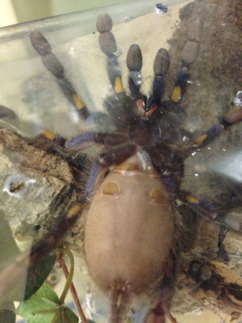 P. Metallica Sub Adult