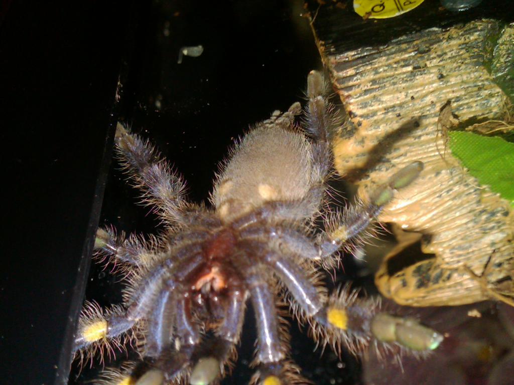 P. Metallica