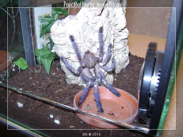 P. Metallica