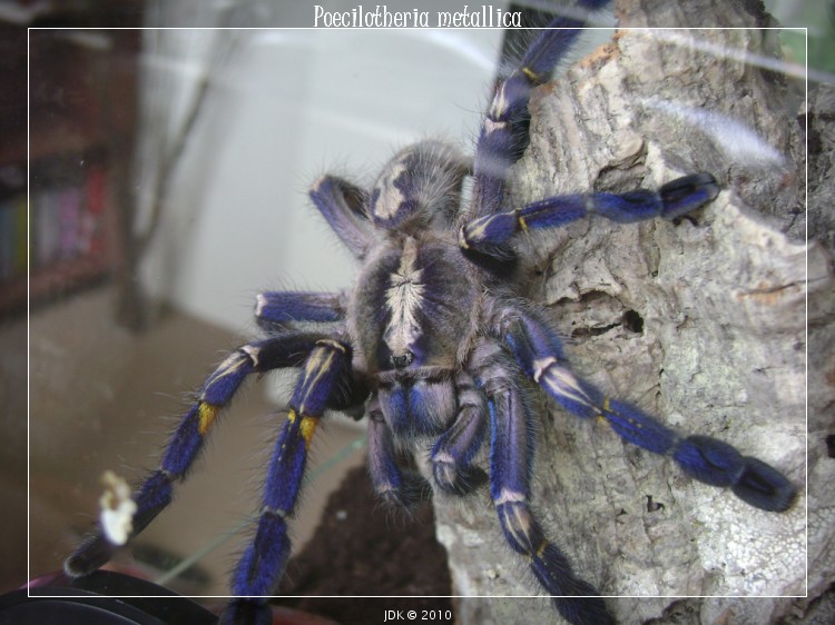 P. Metallica