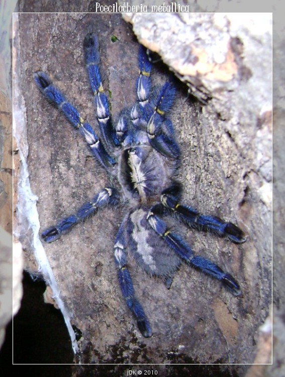 P. Metallica