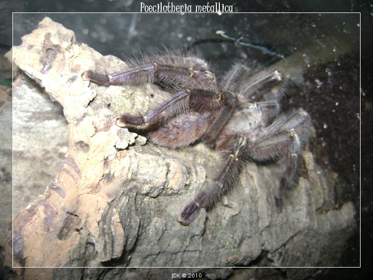 P. Metallica