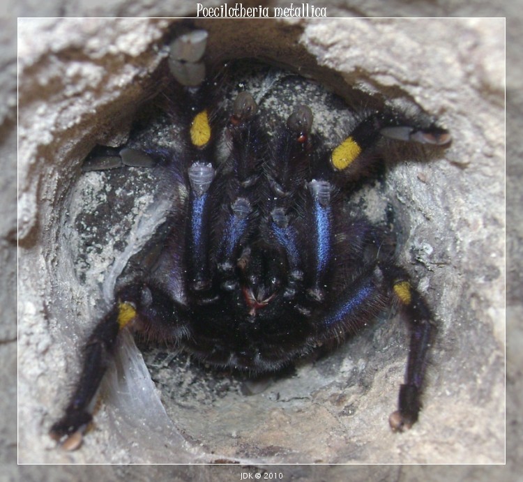 P. Metallica