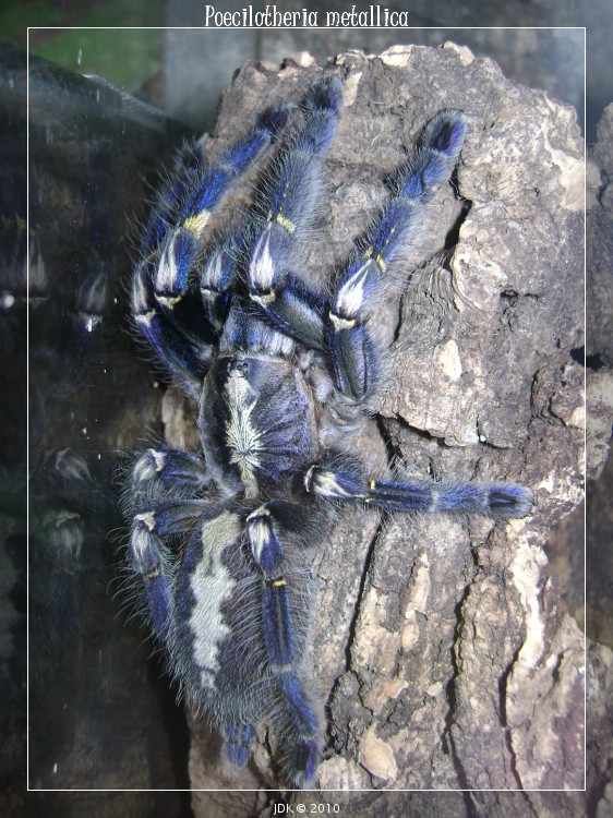 P. Metallica