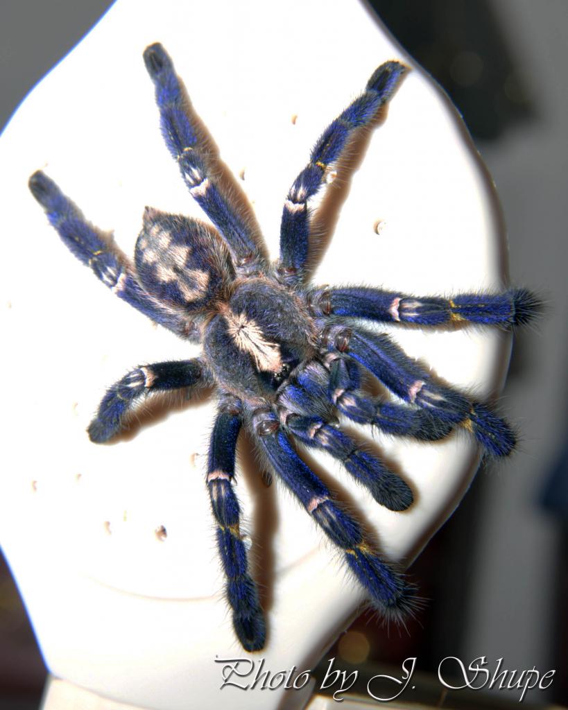 P. metallica