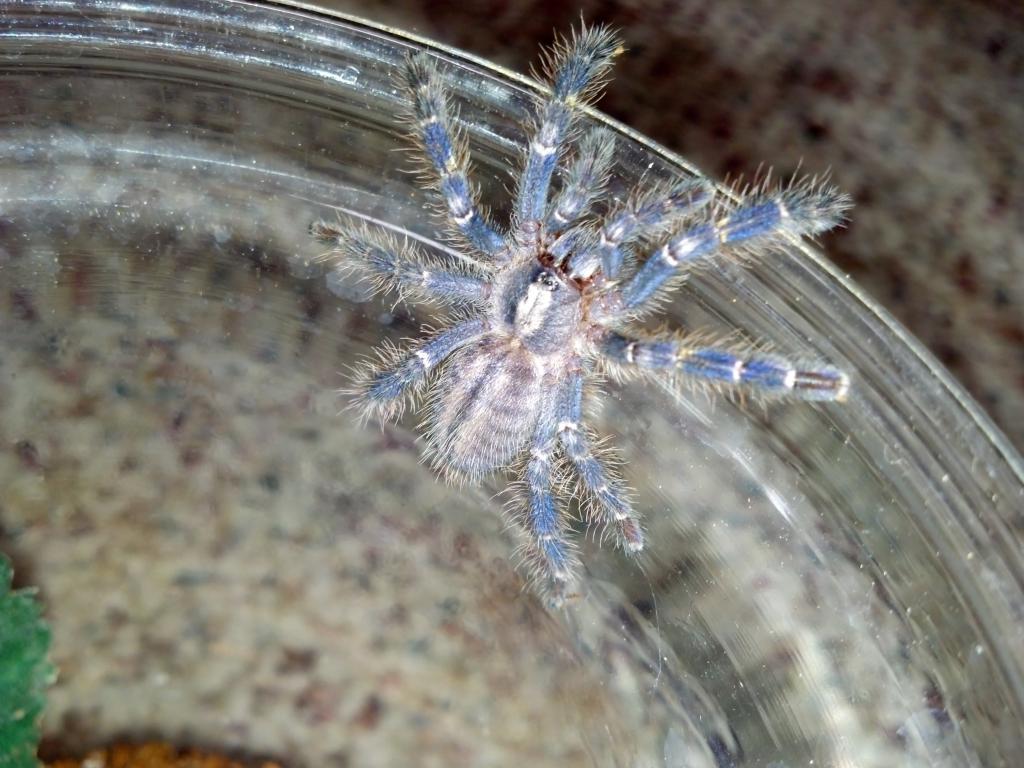 P. metallica