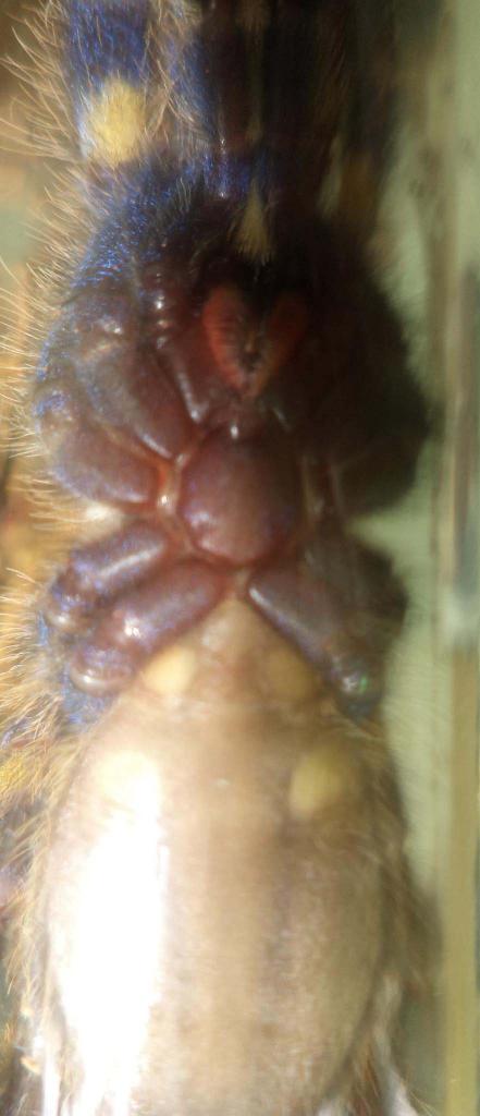 P. Metallica