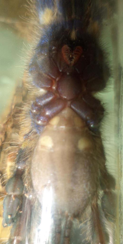 P. Metallica