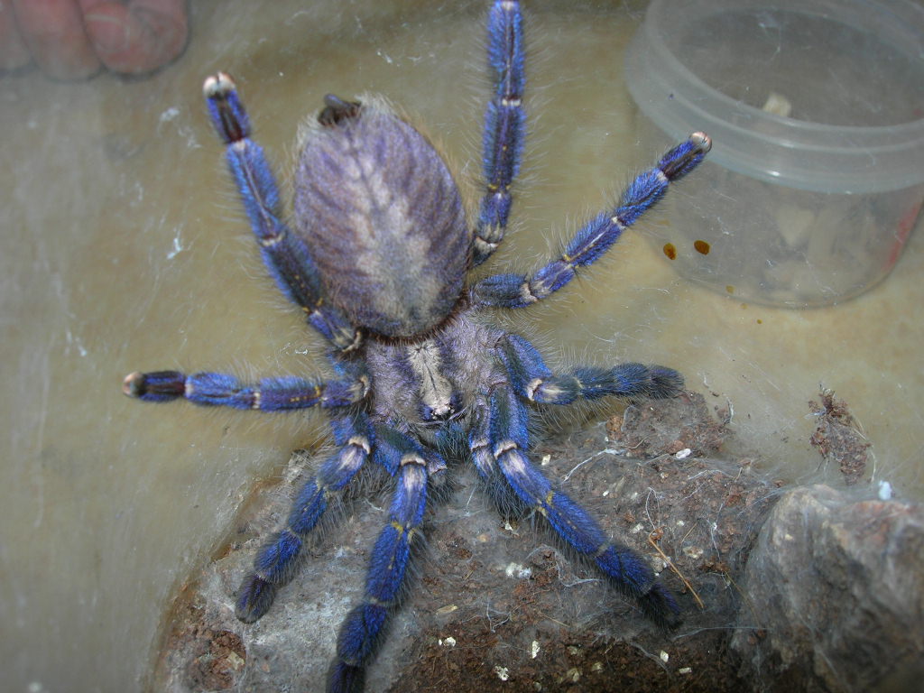 P.Metallica