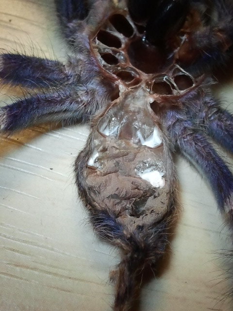 P.metallica