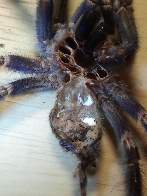 P.metallica