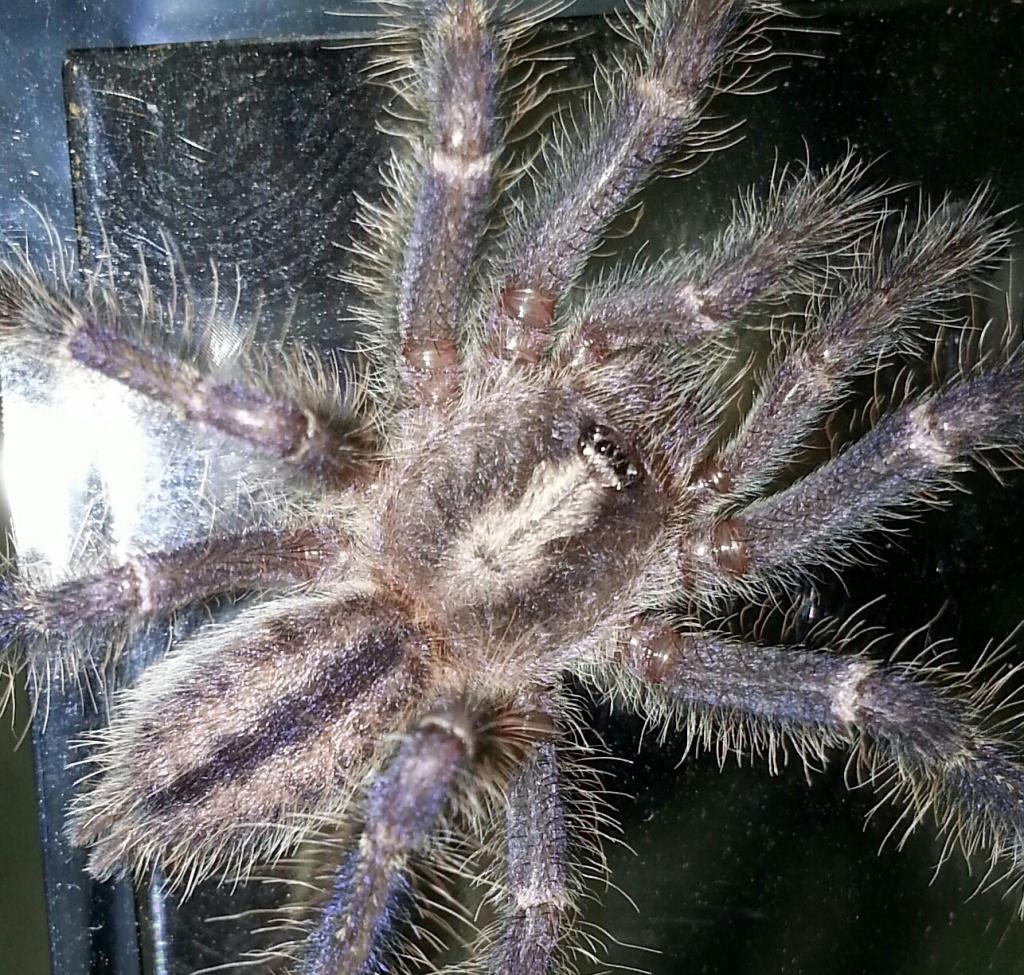 P. Metallica