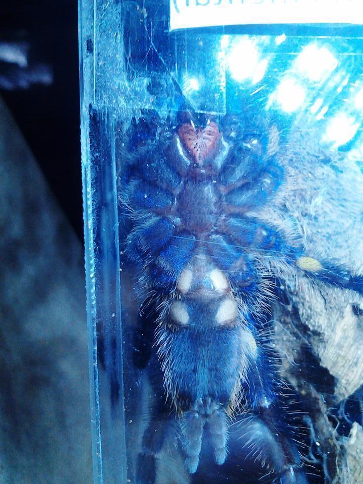 P.metallica