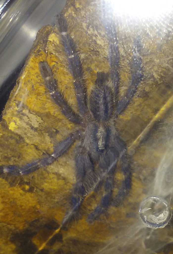 P. Metallica