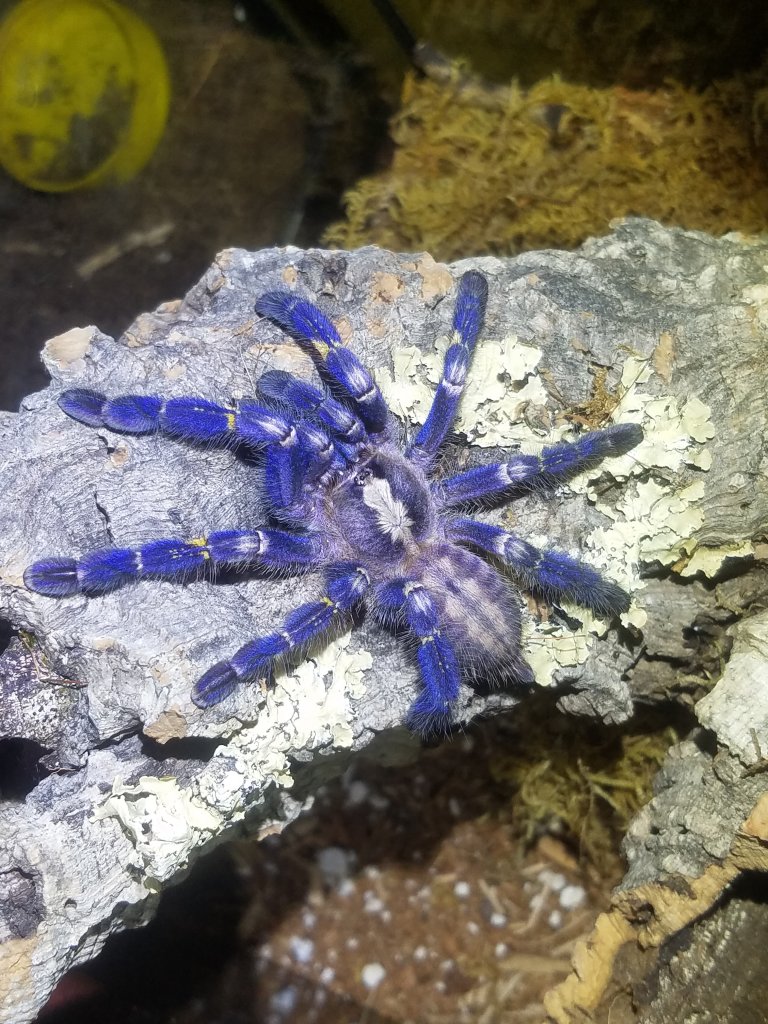 P. metallica