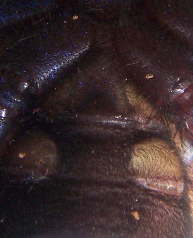 P. metallica