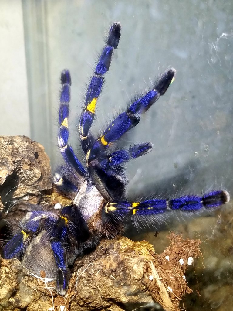 P. metallica