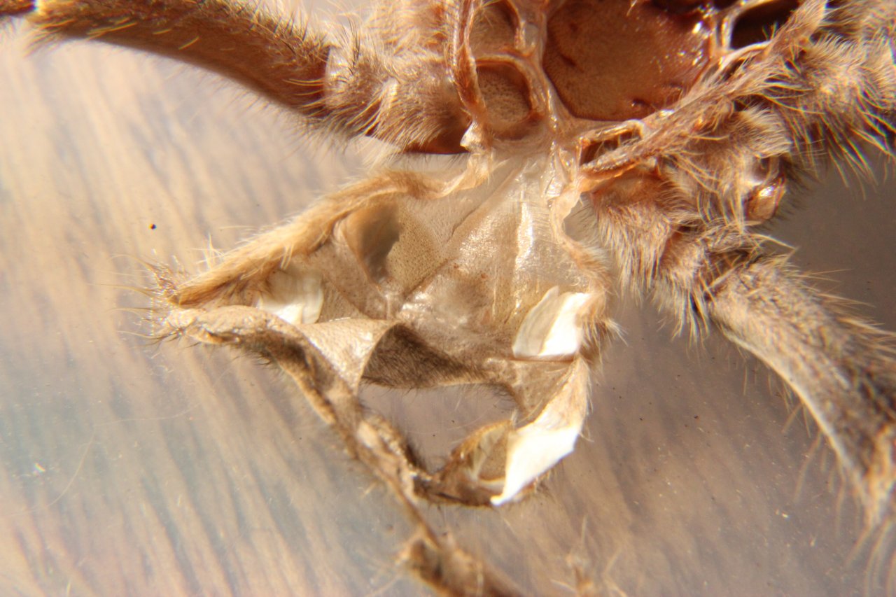 P. metallica