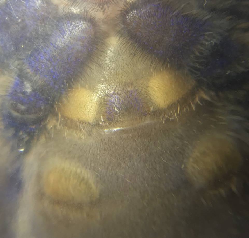 P metallica