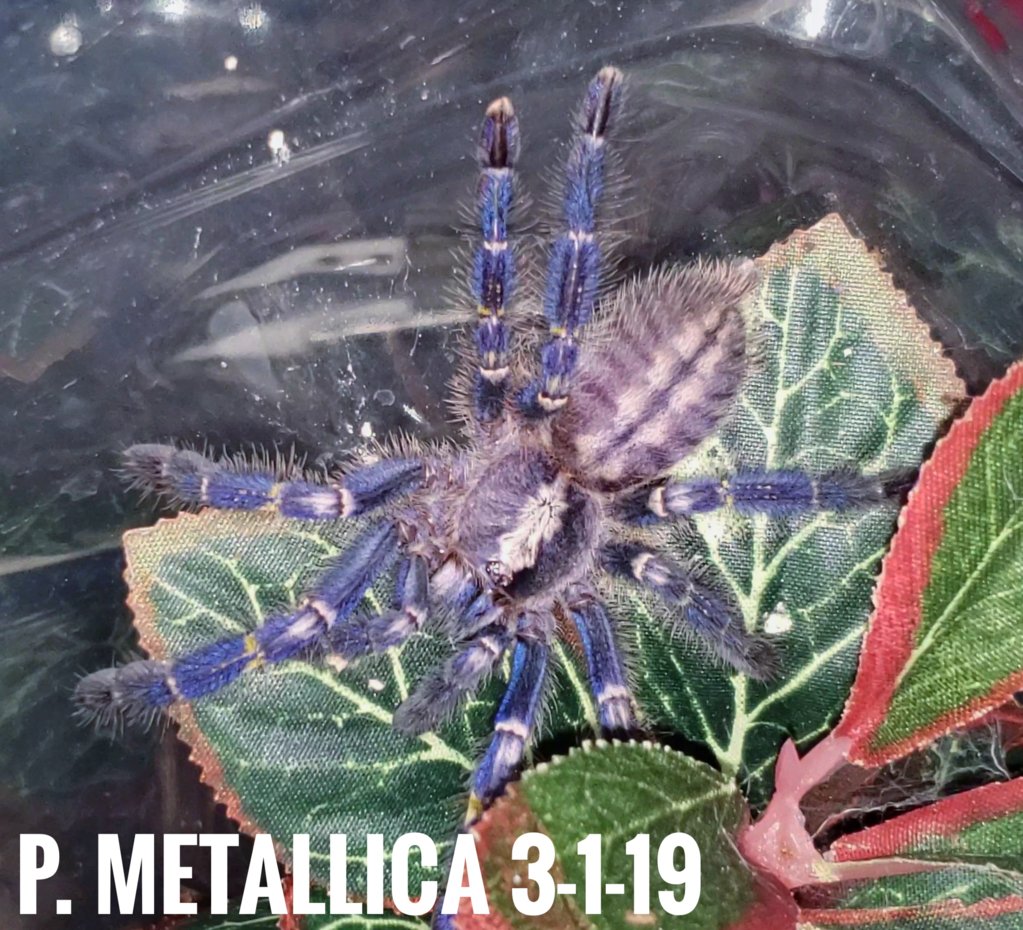 P. Metallica