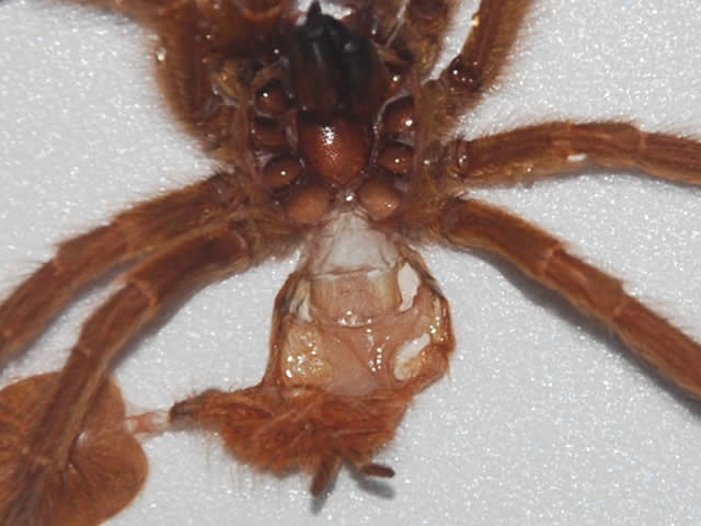 P.murinus#1