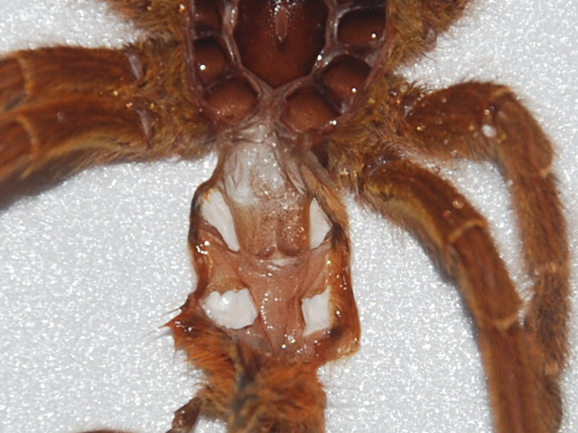 P.murinus#1b