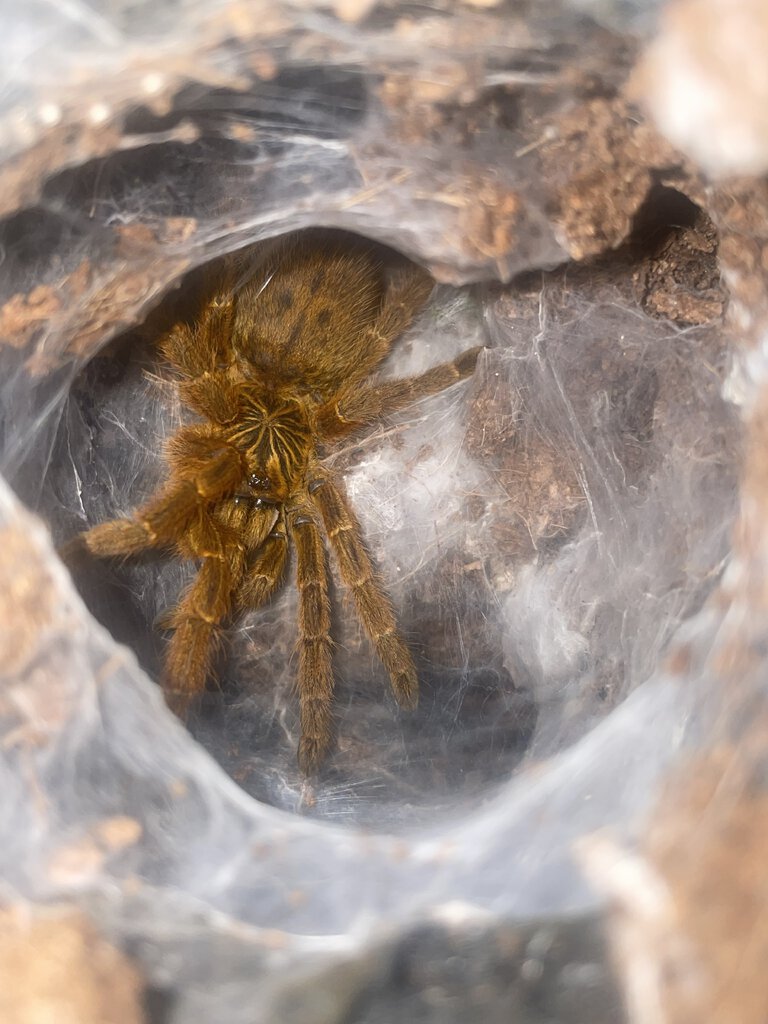 P. murinus appears for the first time in months!