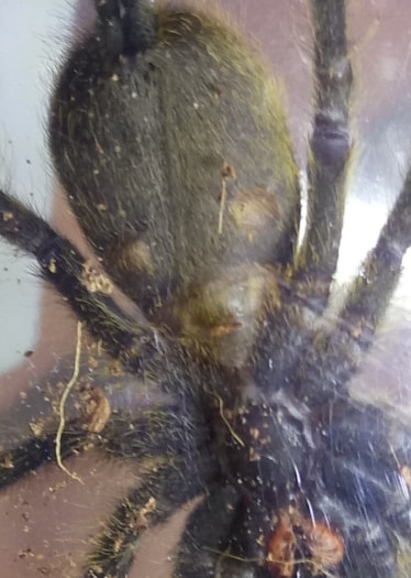 P.murinus (BCF) 1 inch DLS