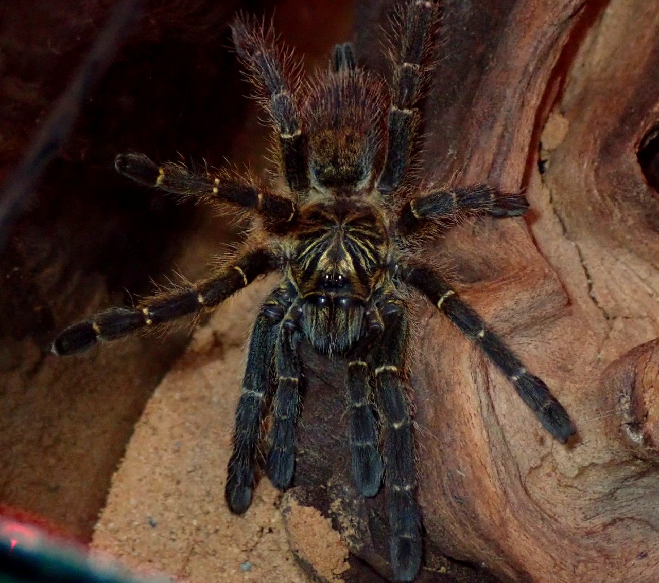 P.murinus BCF/Tete. 3 Inch DLS