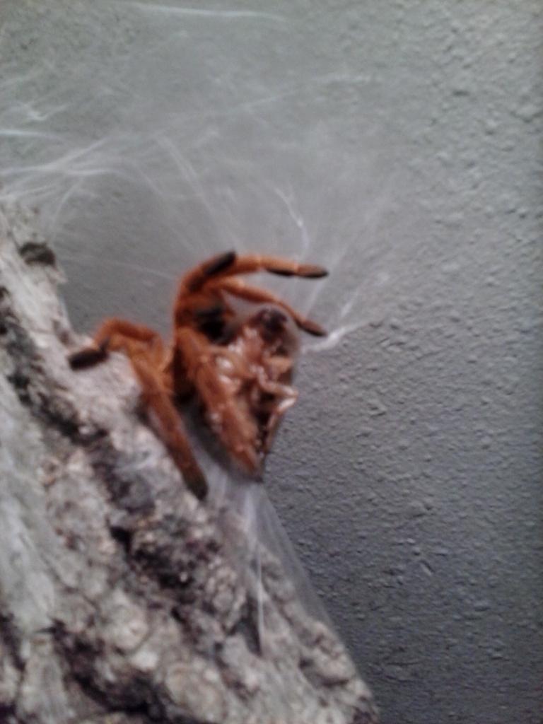 P. murinus Chow time