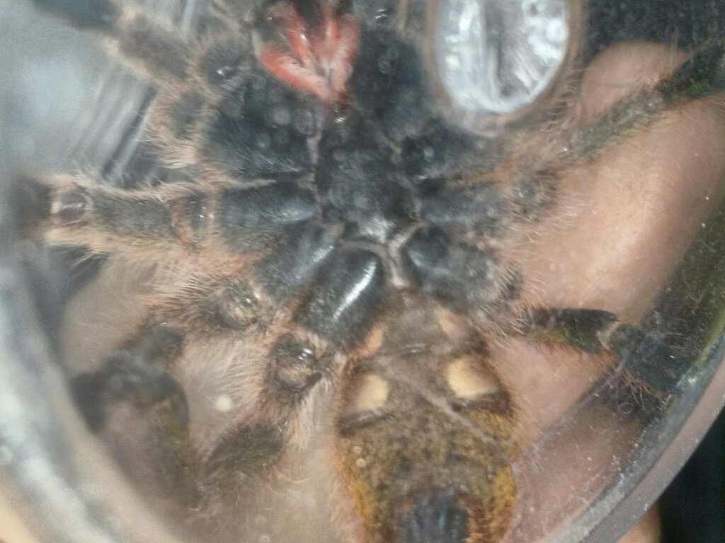 P. murinus DCF Kenya ~2.5" (6.5 cm)