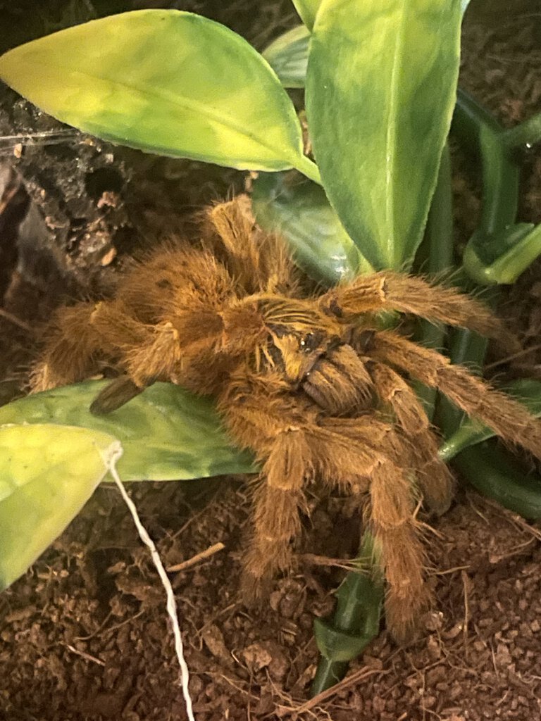 P. murinus just walking around