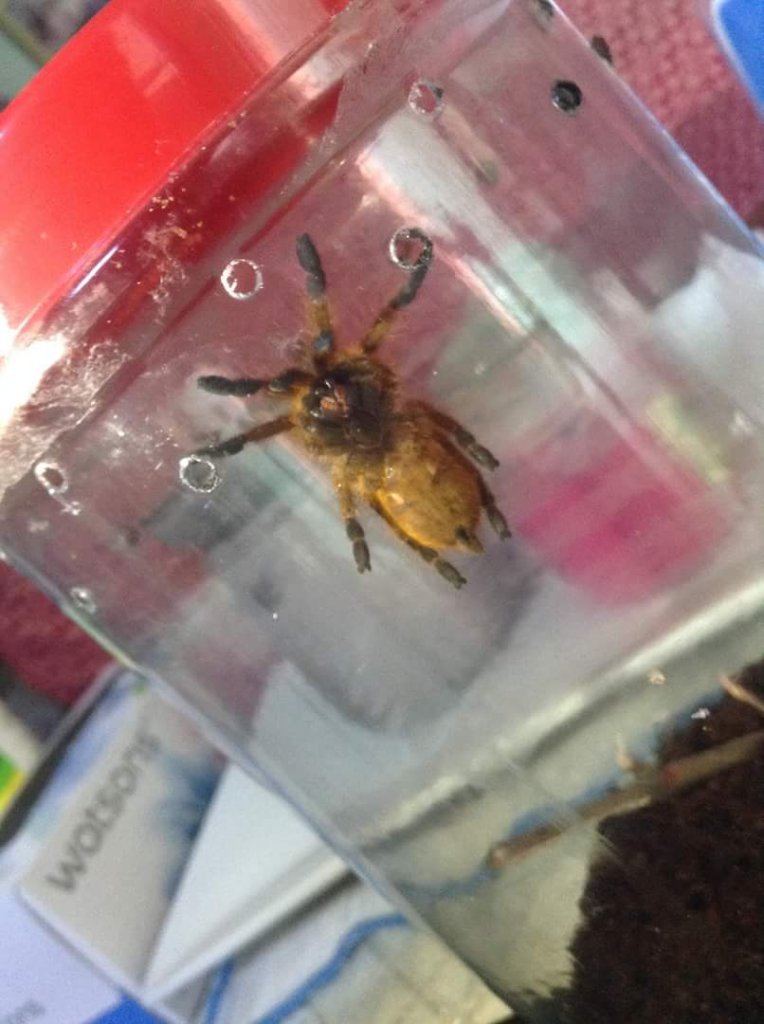 P. murinus (juvenile)