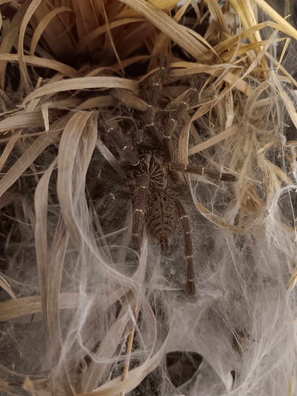 P. murinus 'Kigoma' female