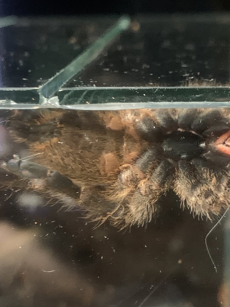 P. Murinus Kigoma gender?