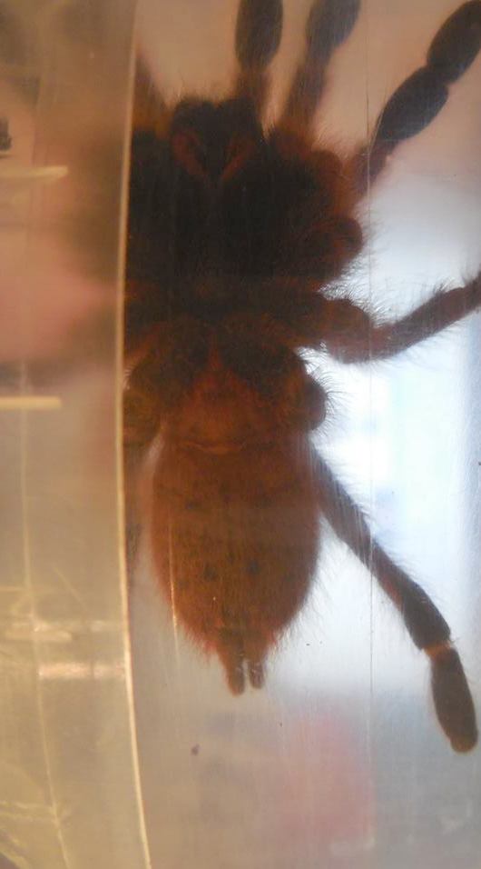 P. murinus L10