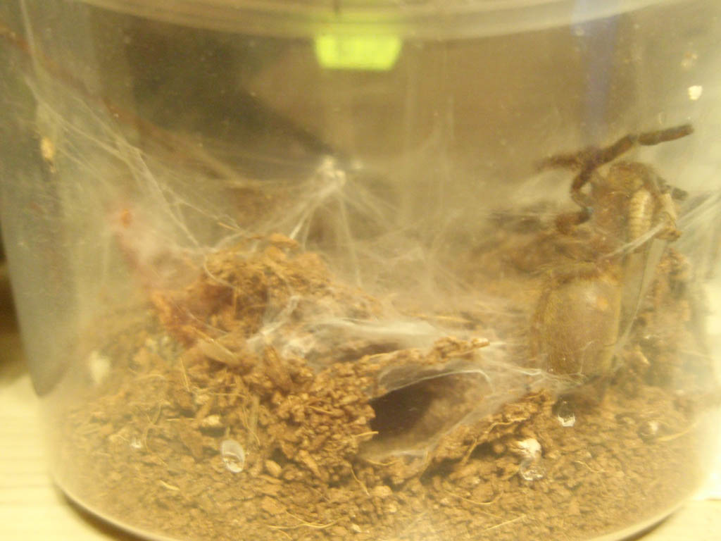 p murinus l4 - unsexed