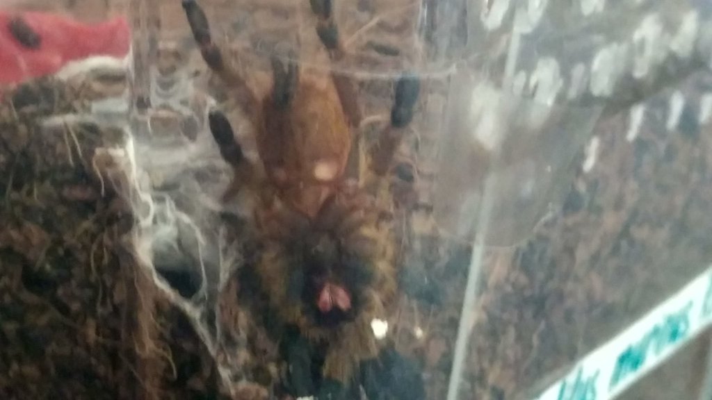 P.Murinus L5 is it male or female?