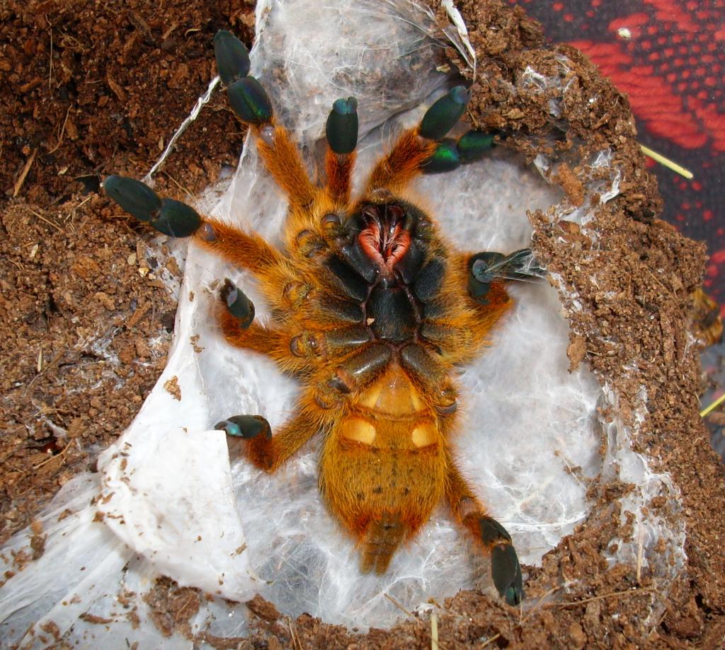 P. murinus L7