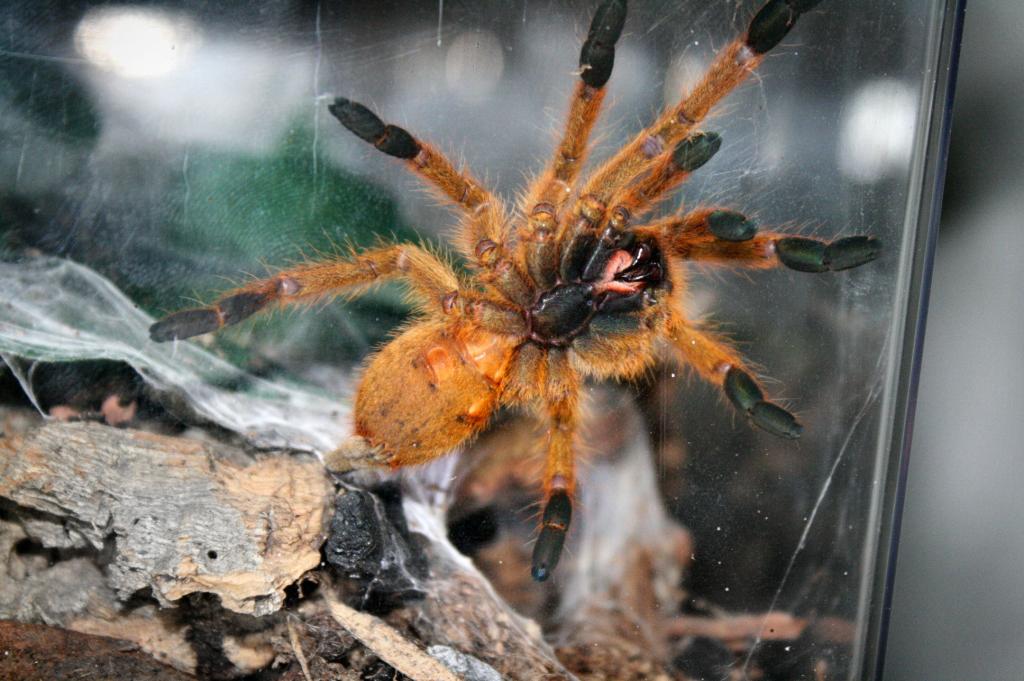 P. murinus ls 7cm, same spider, second pic