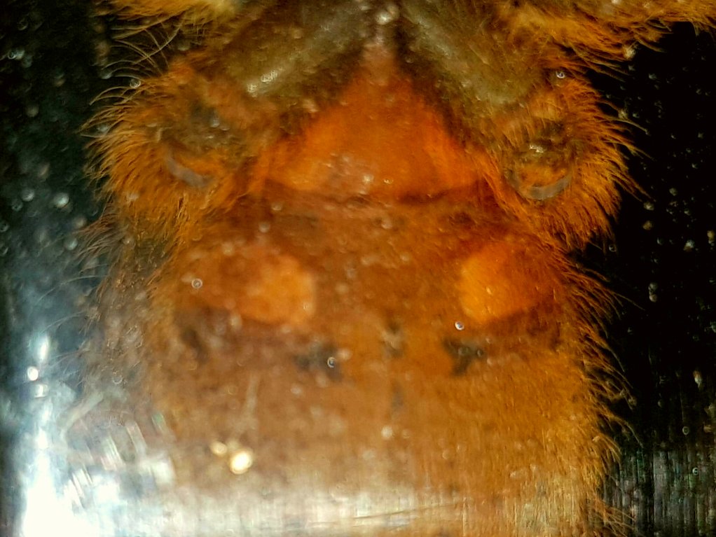 P.murinus male or female?