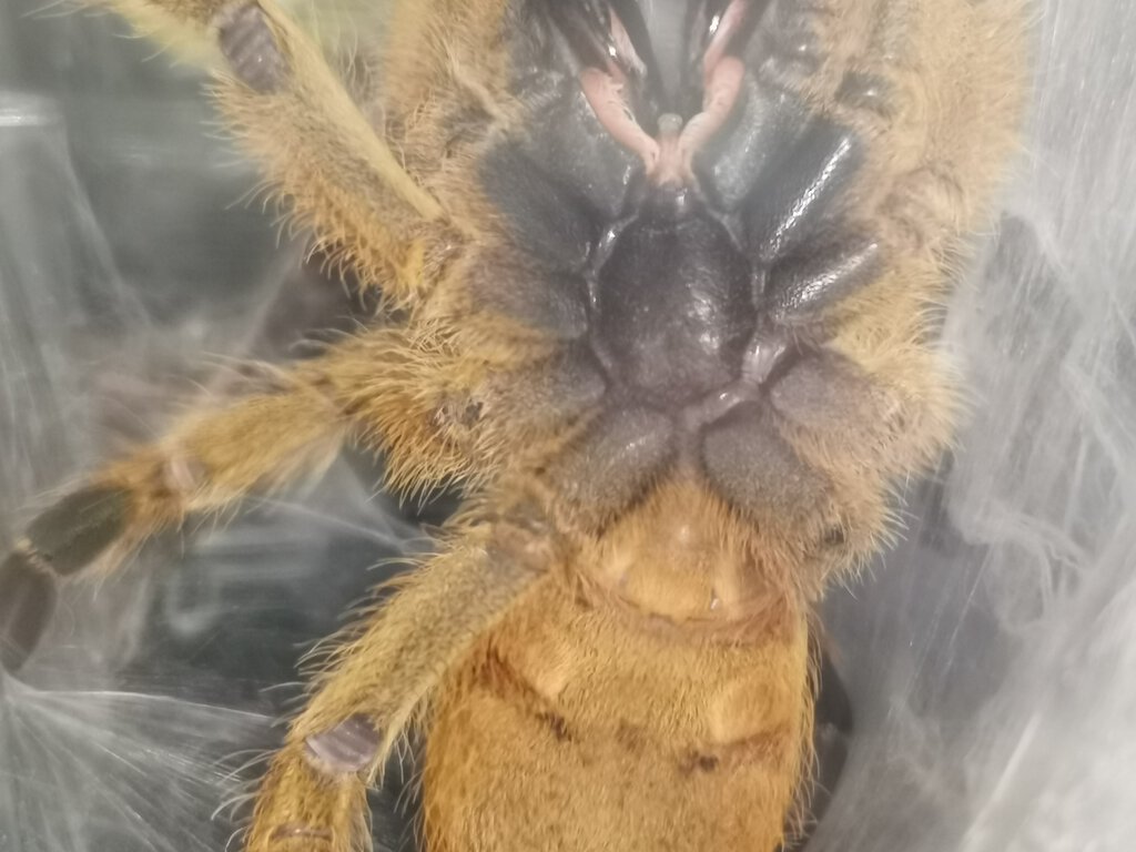 P.murinus male or female ?