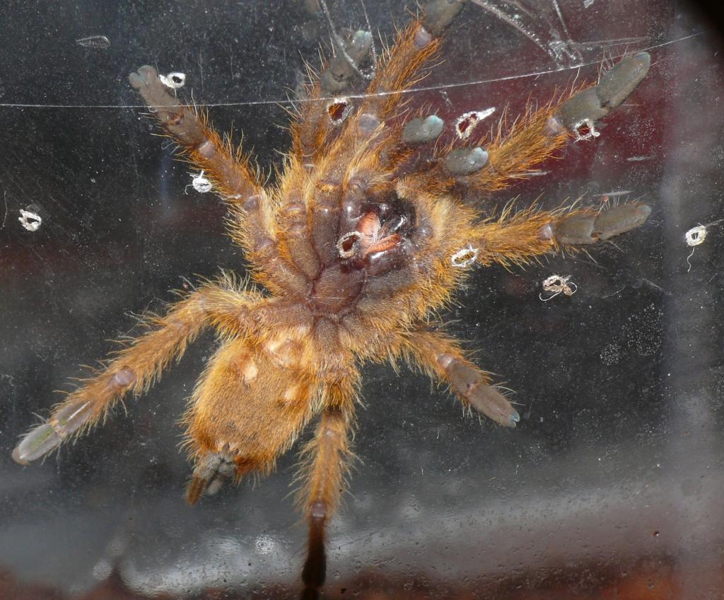 P. murinus, male or female ?