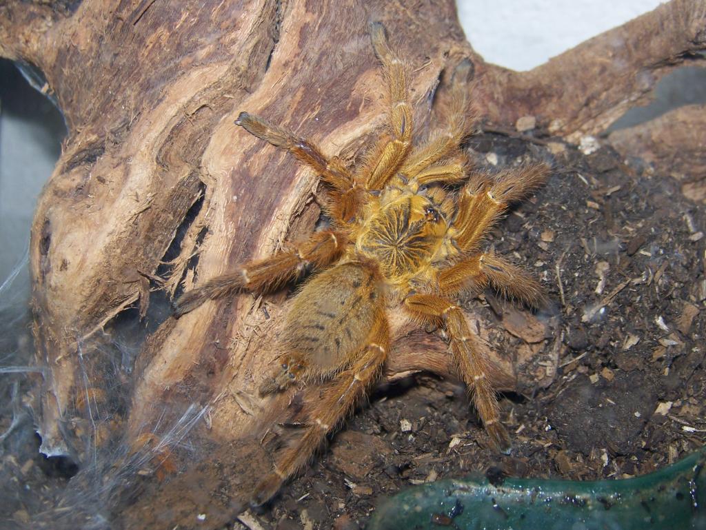 P. murinus Male