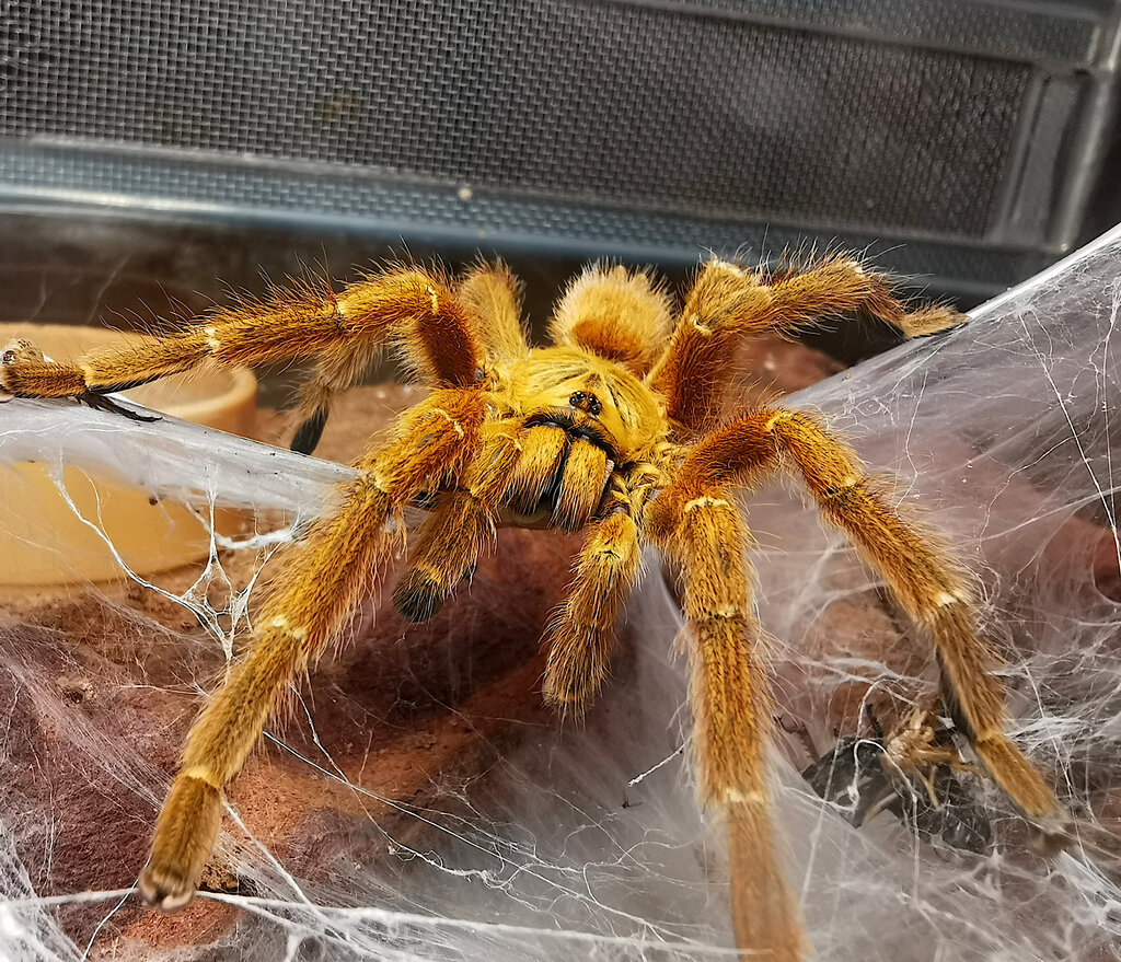 P murinus RCF Mature Male