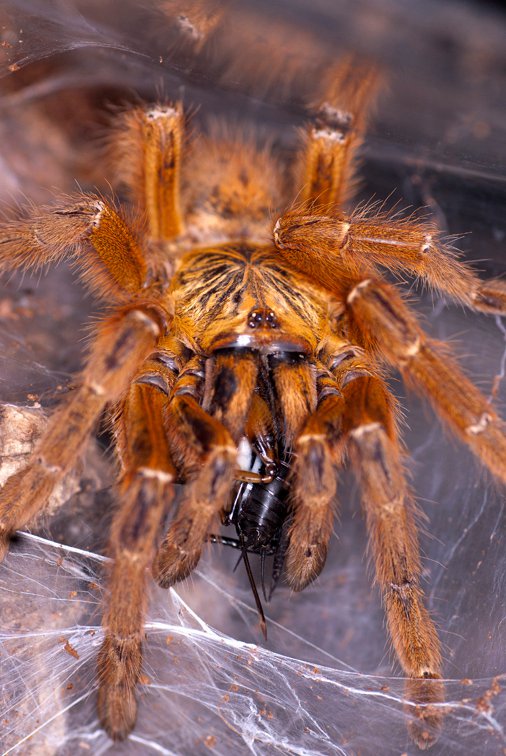 P.murinus (RCF)