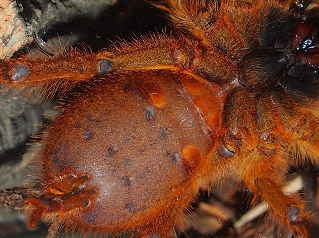 P.Murinus RCF