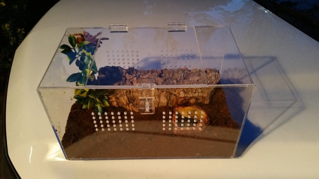 P Murinus rehoused