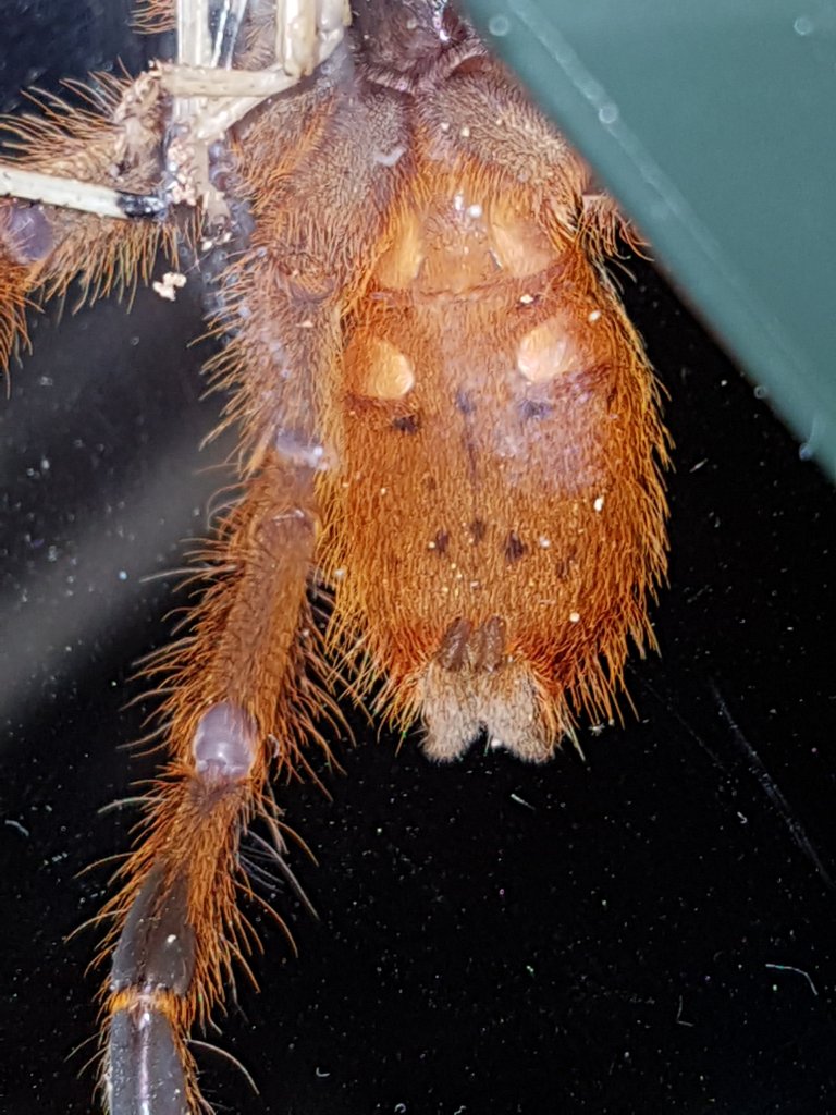 P. murinus sex?