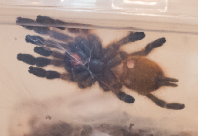 P. murinus sexing help
